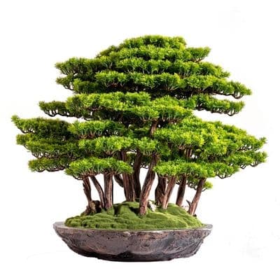 Callisto Bonsai Garden 2