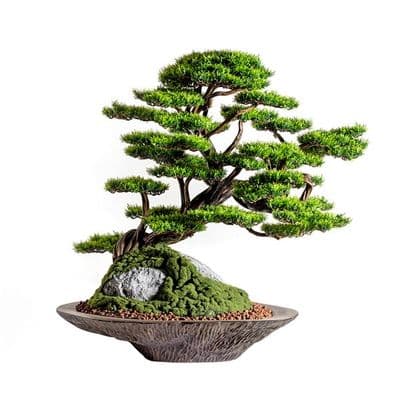 Kursa Thuja-4 2