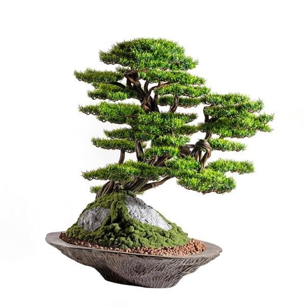 Kursa Thuja-4 3