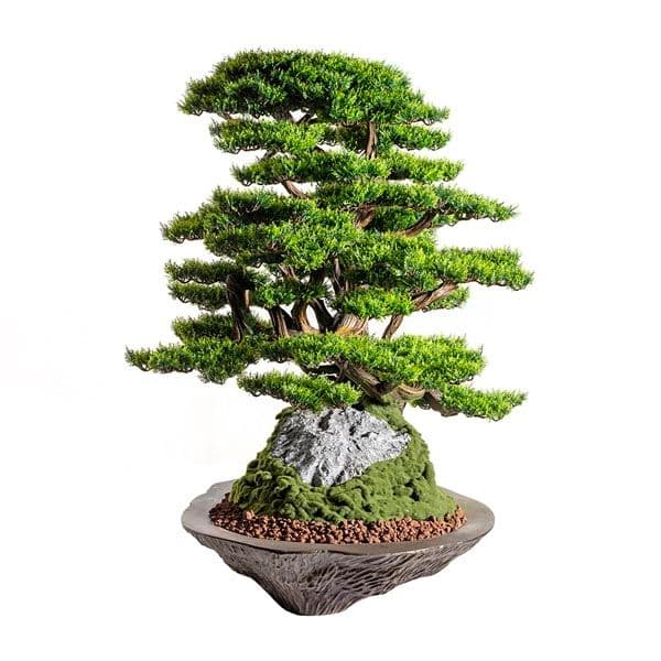 Kursa Thuja-4 4