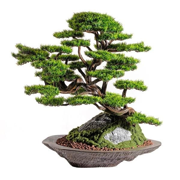 Kursa Thuja-4 5