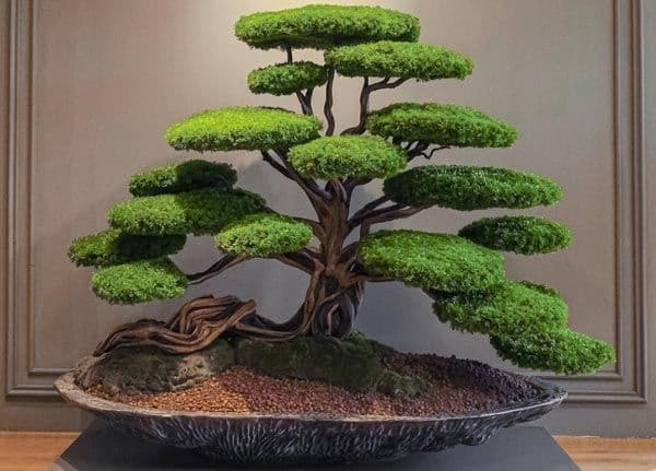 Kursa Thuja-1 3