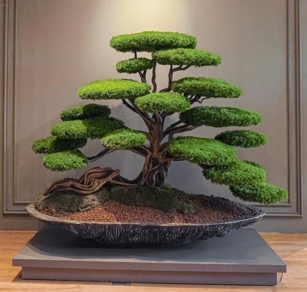 Kursa Thuja-1 4