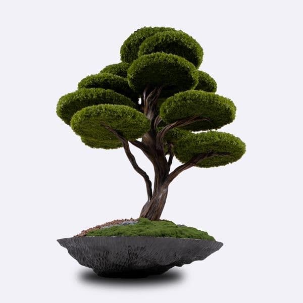 Kursa Thuja-2 3