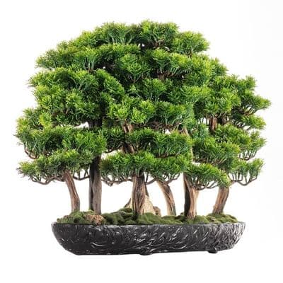 Navis Bonsai Garden 2