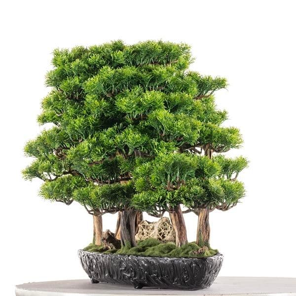 Navis Bonsai Garden 9