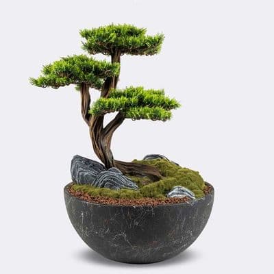 Avior Bonsai-6 2