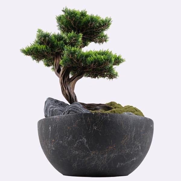 Avior Bonsai-6 4