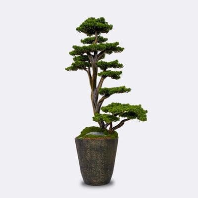 Orion Bonsai-3 2