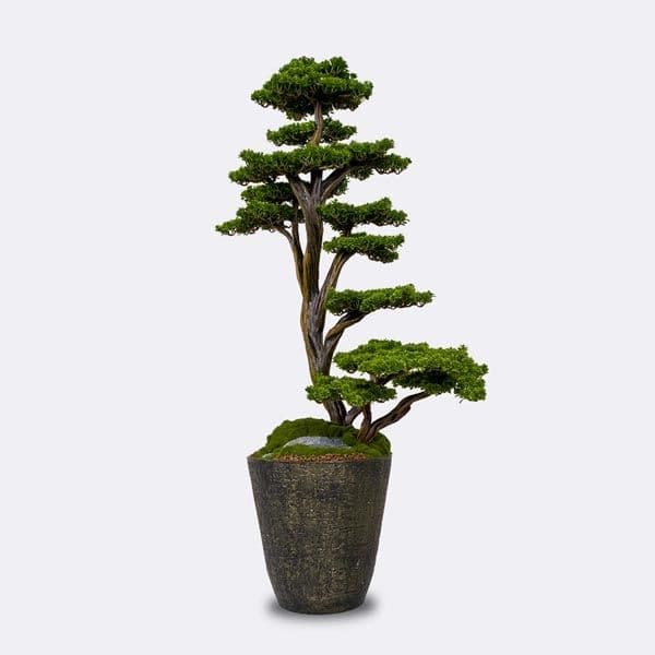 Orion Bonsai-3 2