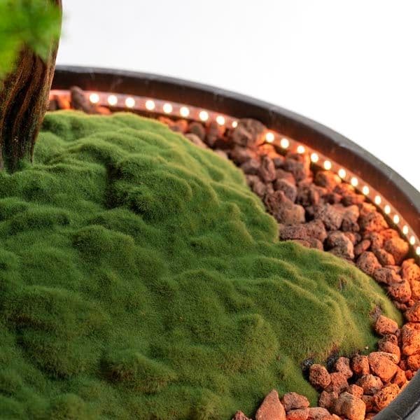 Işıklandırılmış Bonsai Ağacı-2 4