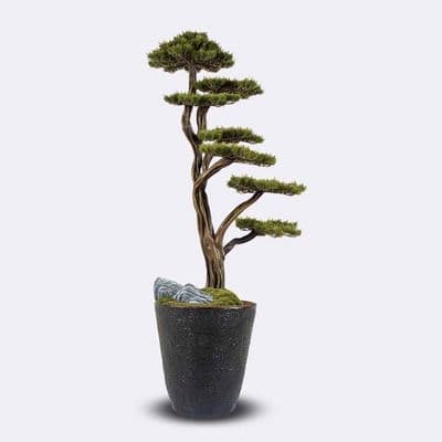 Orion Bonsai-1 2
