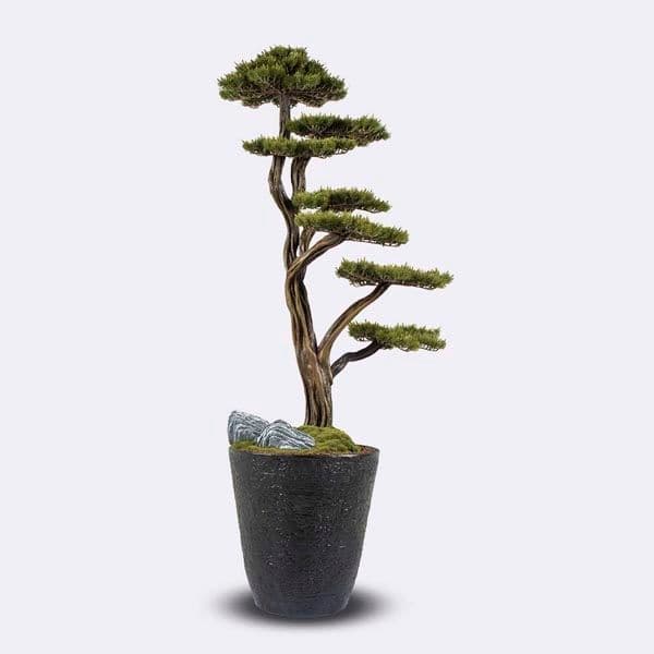 Orion Bonsai-1 2