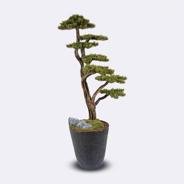 Orion Bonsai-1 3