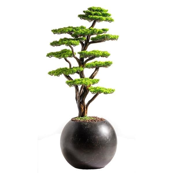 Mira Bonsai-7 3