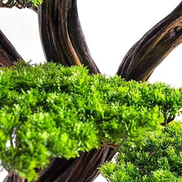 Mira Bonsai-7 5