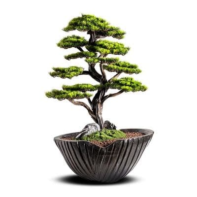 Algenib Thuja-5 2