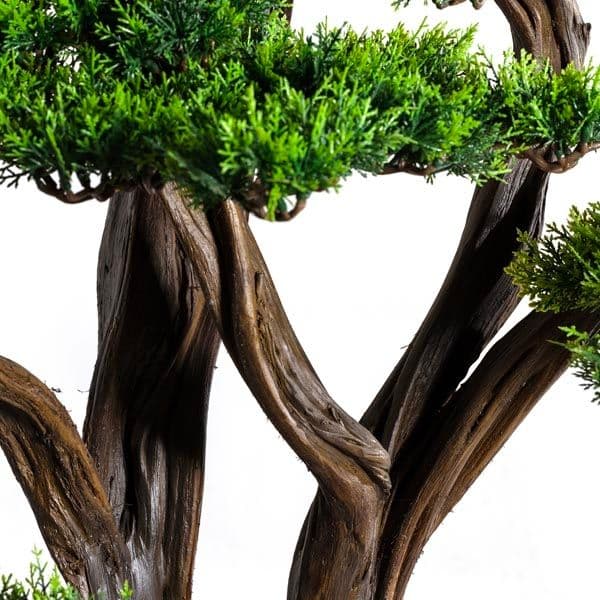 Polaris Thuja 4