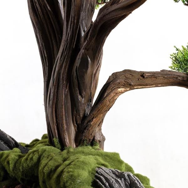 Polaris Thuja 5