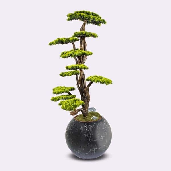 Mira Bonsai-6 4