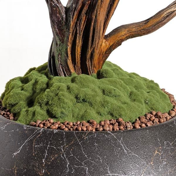Mira Bonsai-9 5