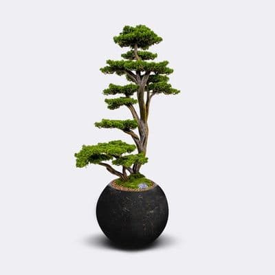 Mira Bonsai-3 2