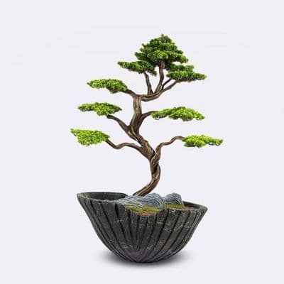 Algenib Thuja-3 2