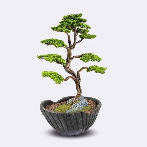 Algenib Thuja-3 4