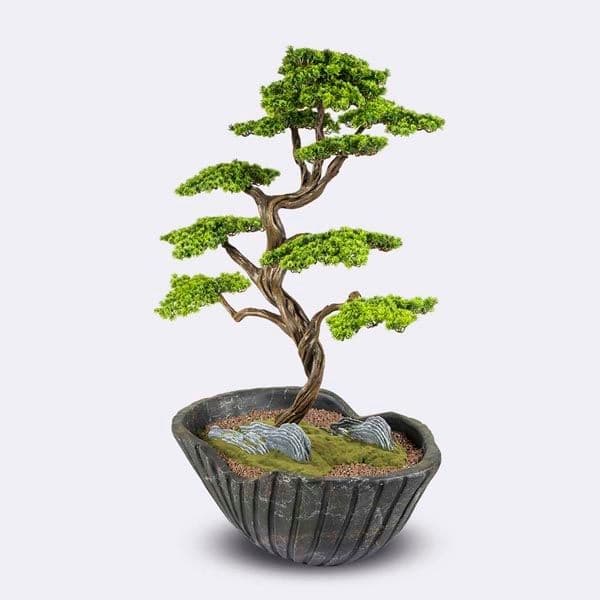 Algenib Thuja-3 5