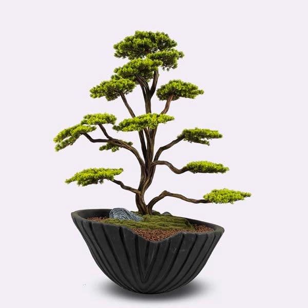 Algenib Thuja-1 2