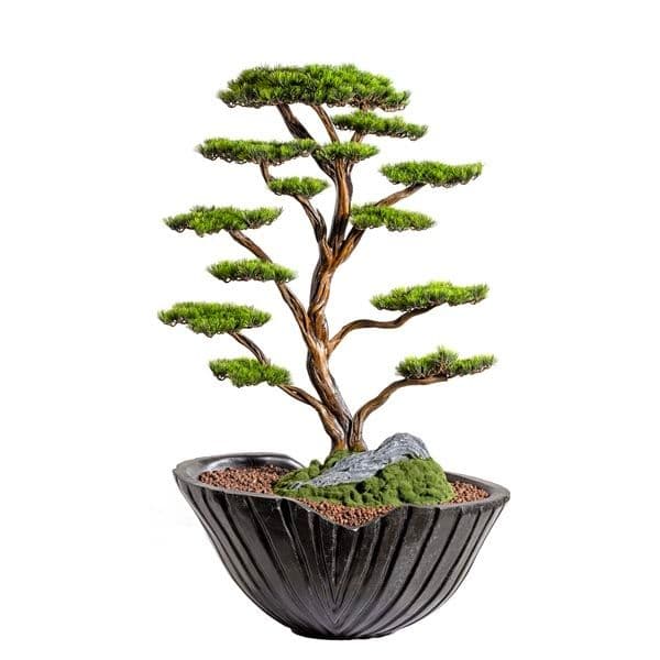 Algenib Thuja-2 2