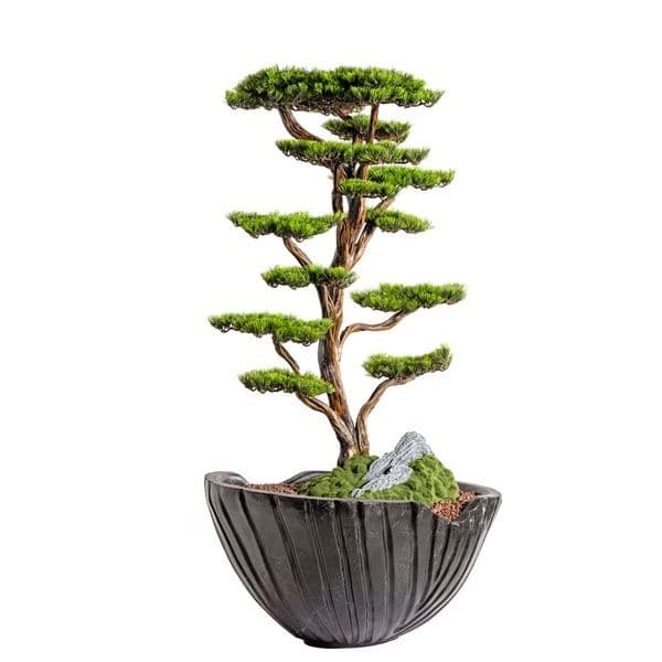 Algenib Thuja-2 6