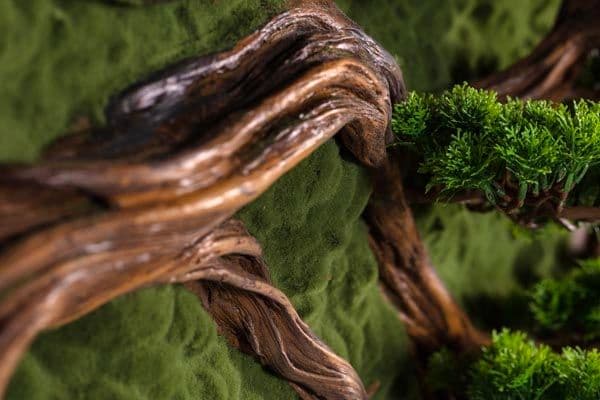Bonsai Tablaeu Grande-4 4