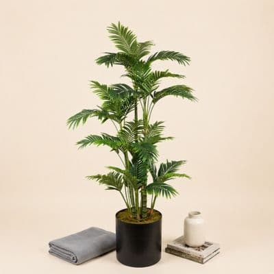 Areka 180cm Ağaç