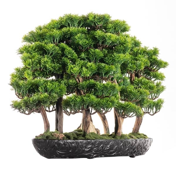 Navis Bonsai Garden 2