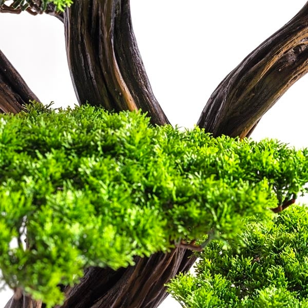 Mira Bonsai-7 5