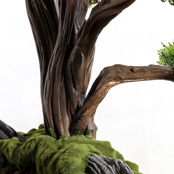 Polaris Thuja 5