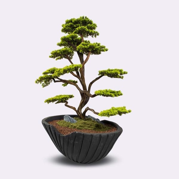 Algenib Thuja-1 5