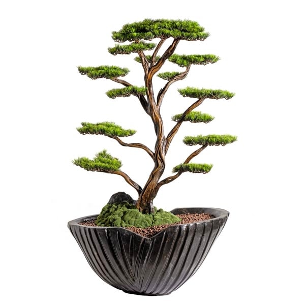 Algenib Thuja-2 3
