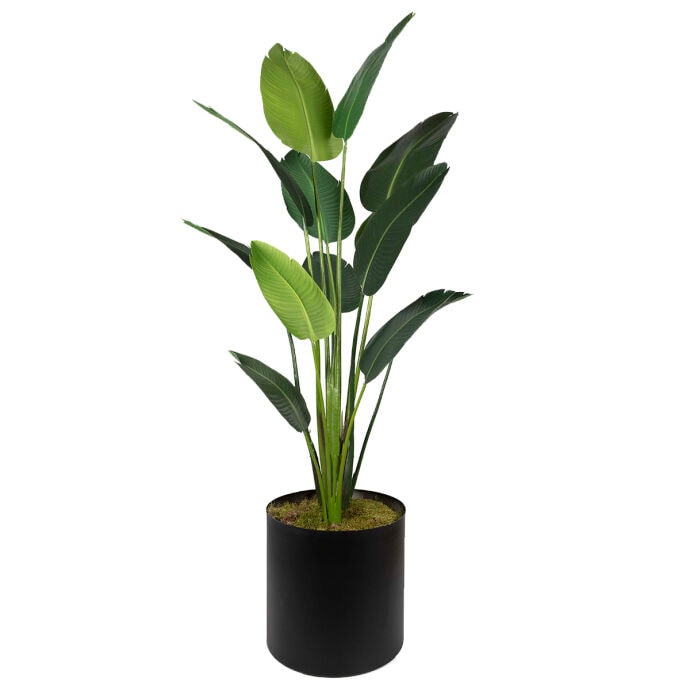 Starliçe180cm 3