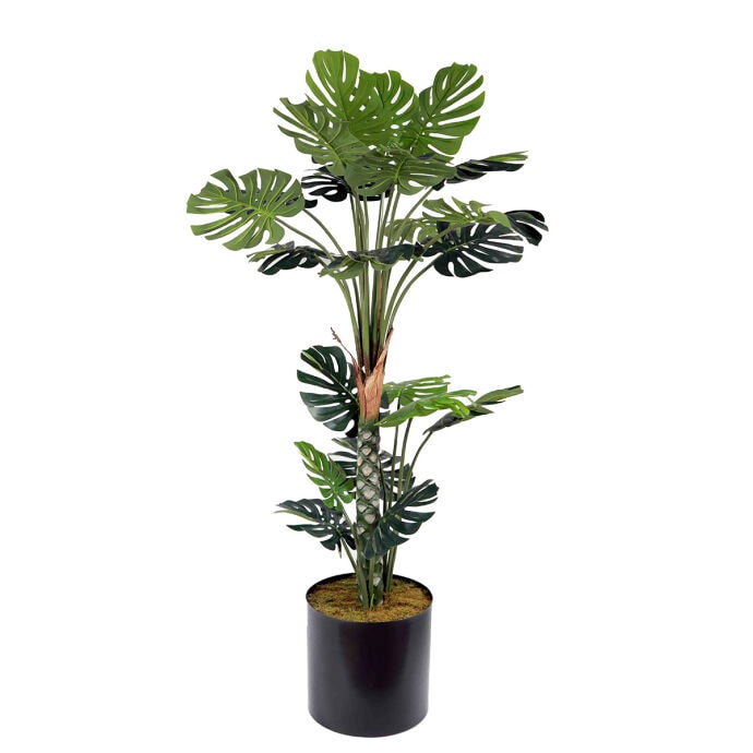 Deve Tabanı180cm 2
