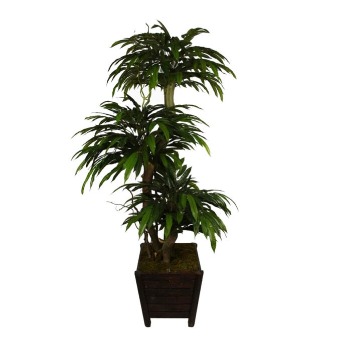 Mango Ağacı 180Cm 3Kafa 3