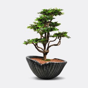 Algenib Pittosporum Saksılı Çiçek - TepeHome