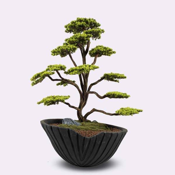 Algenib Thuja-1 Saksılı Çiçek - 1