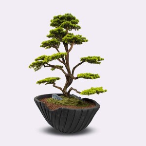 Algenib Thuja-1 Saksılı Çiçek - 4