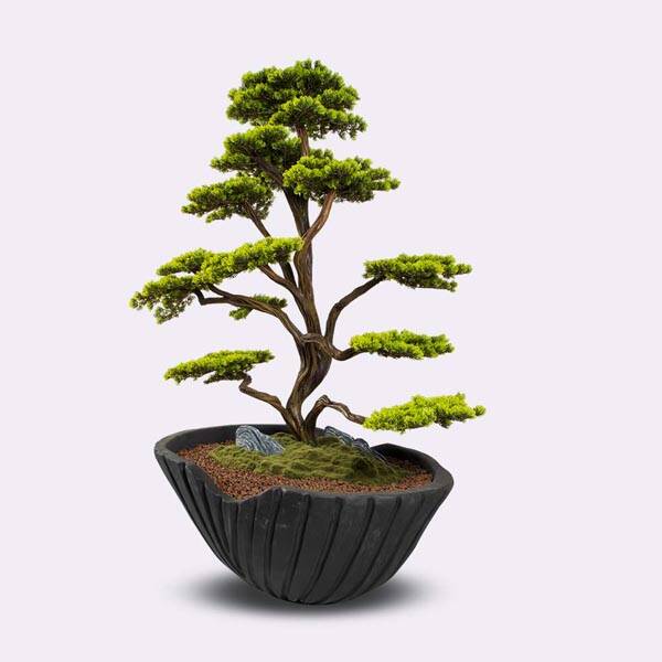 Algenib Thuja-1 - 4