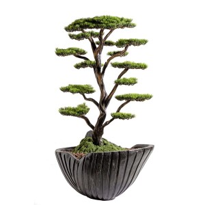 Saksılı Algenib Thuja 2 110x180Cm - 3