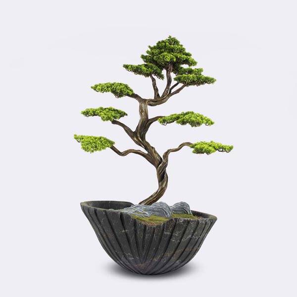 Algenib Thuja-3 - 1