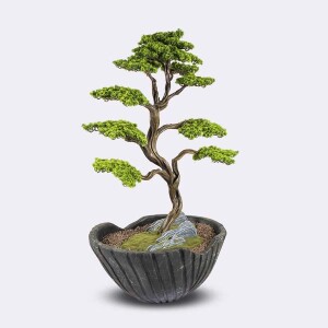Algenib Thuja-3 - 3