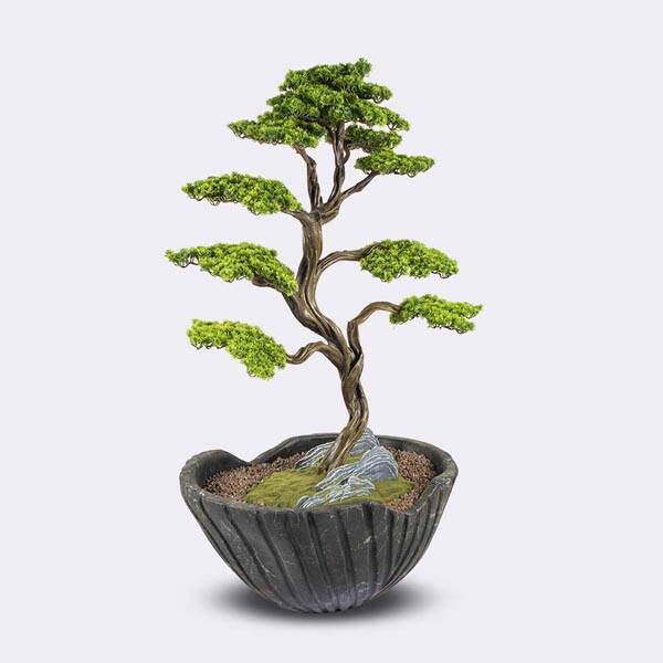 Algenib Thuja-3 - 3